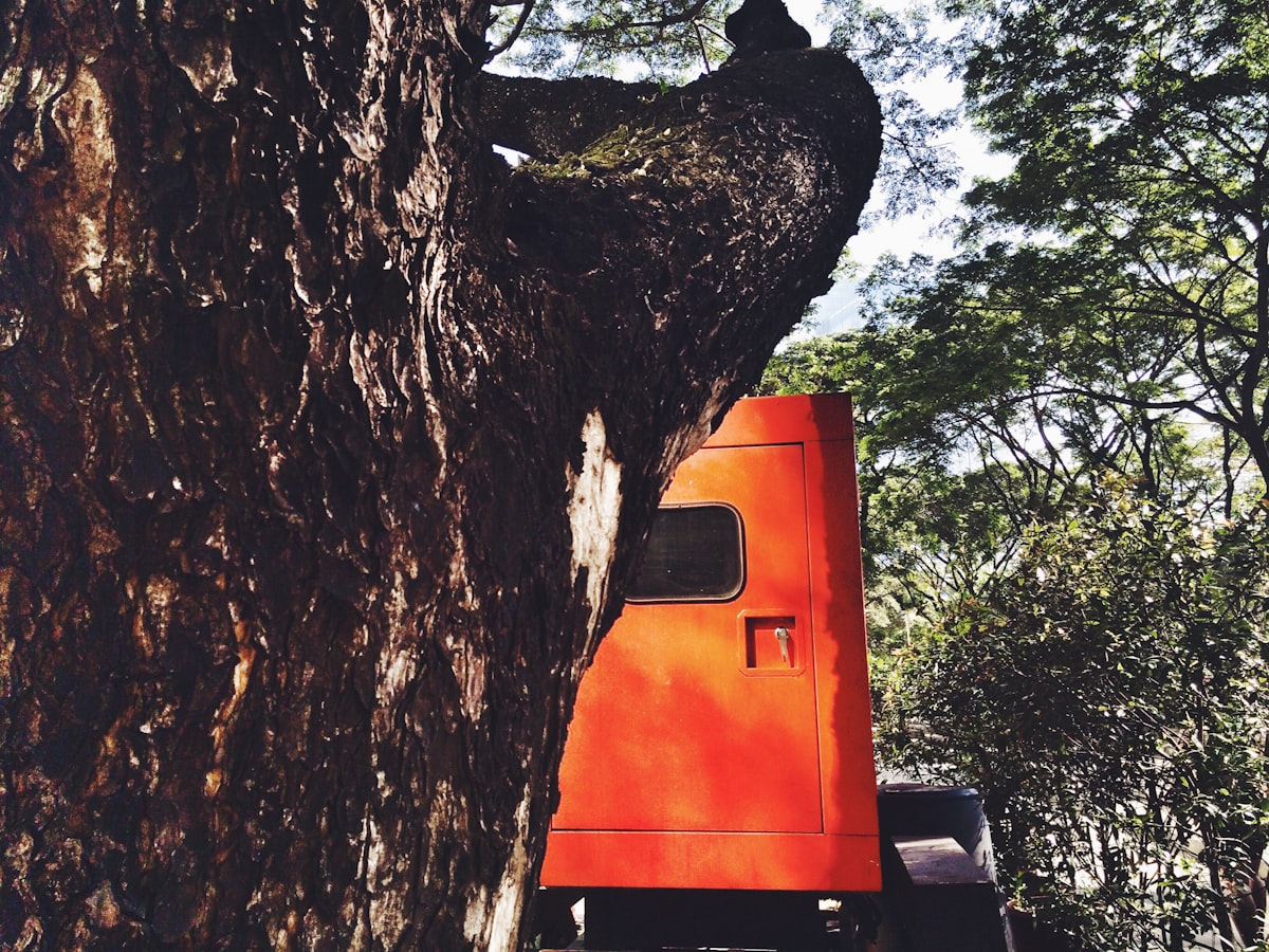 Sumner Tree and Log